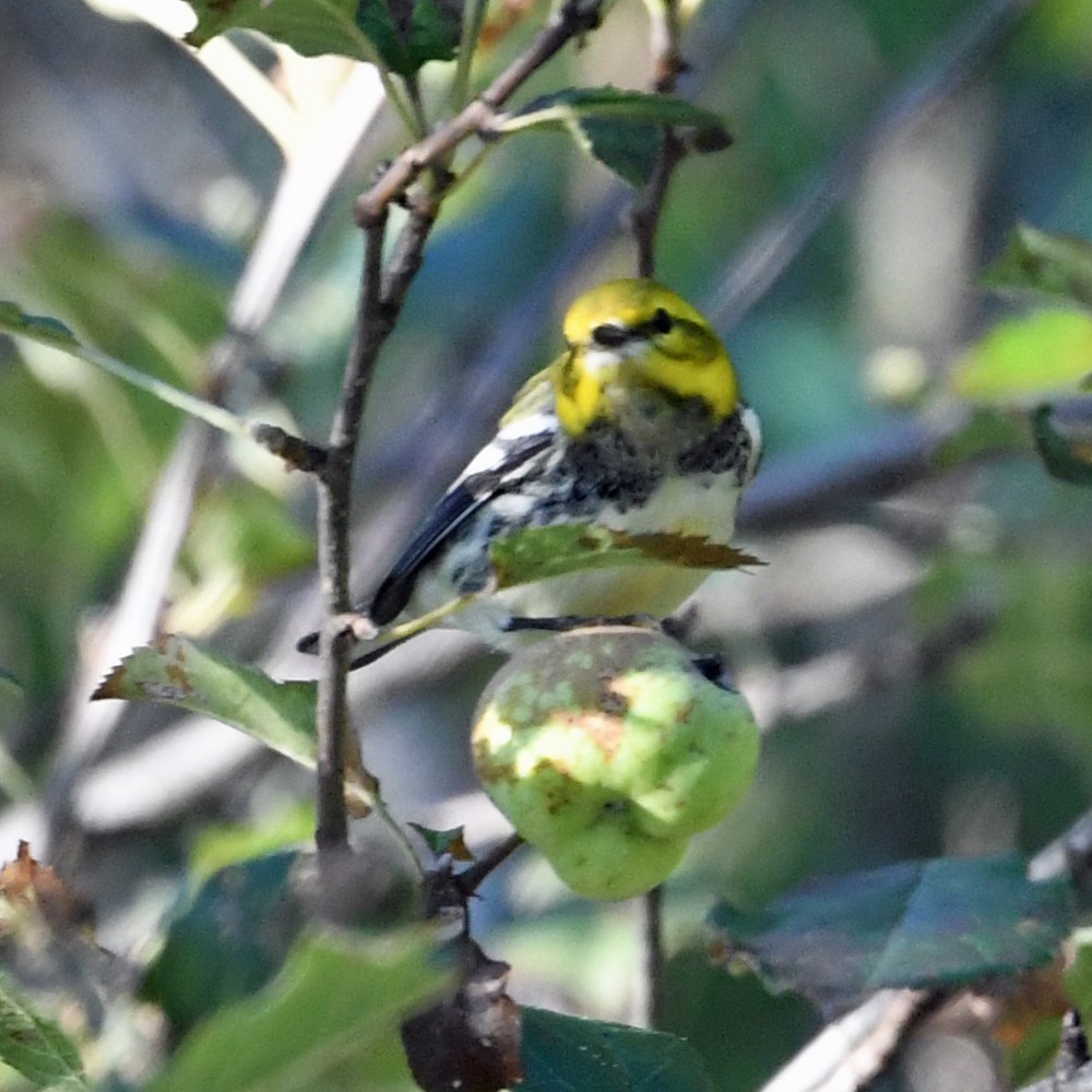 Black-throated Green Warbler - ML176382061