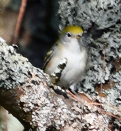 Chestnut-sided Warbler - Richard Taylor