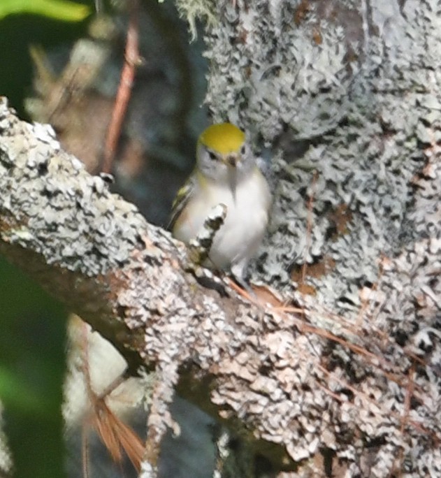 Chestnut-sided Warbler - ML176382351