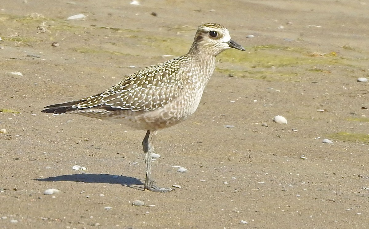 American Golden-Plover - Jean Iron