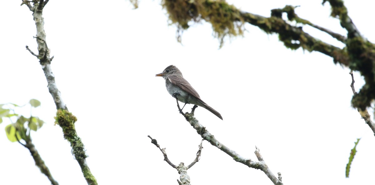 Eastern Wood-Pewee - ML176384331