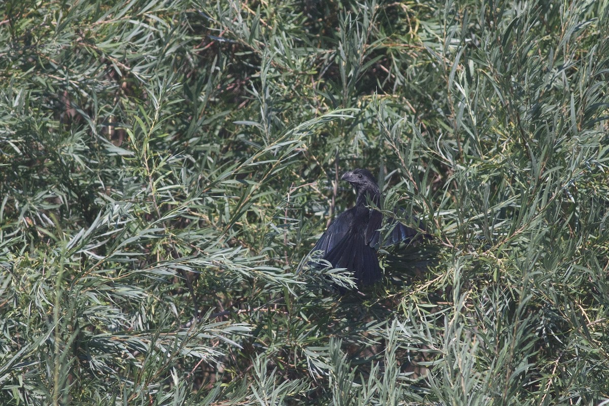 Groove-billed Ani - ML176384781