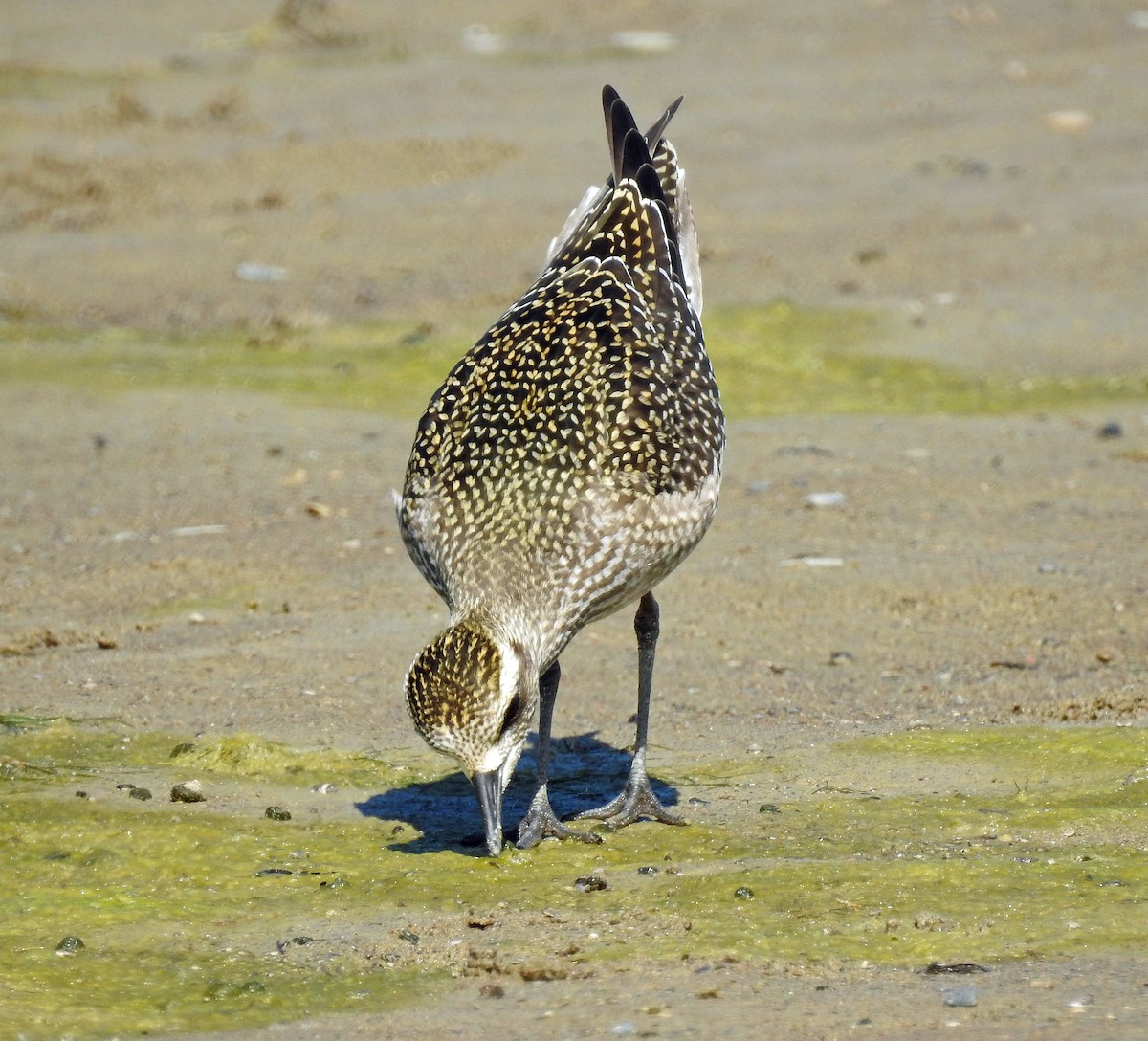 American Golden-Plover - Theresa Dobko