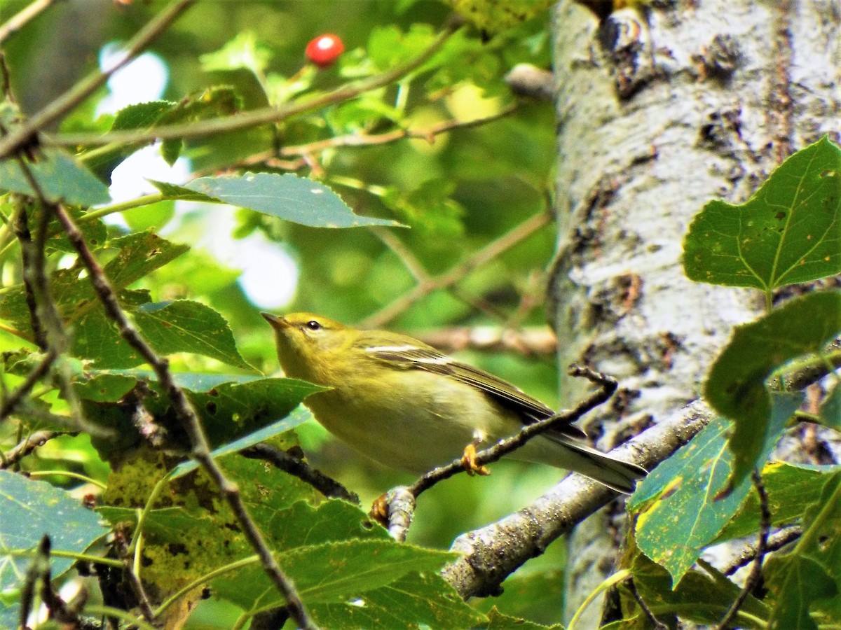 Blackpoll Warbler - ML176387091