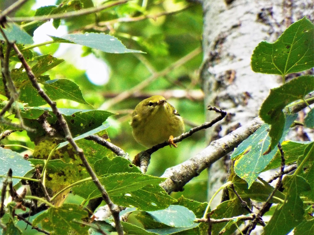Blackpoll Warbler - ML176387121
