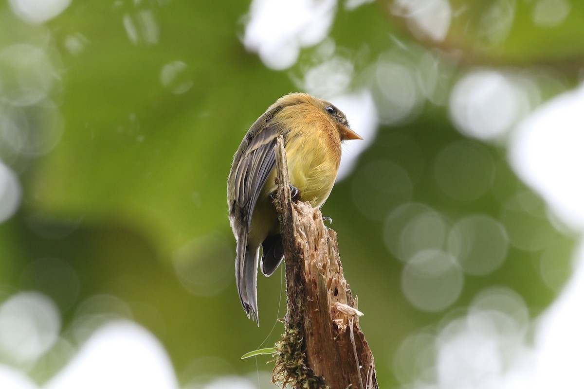 Tufted Flycatcher - ML176389071