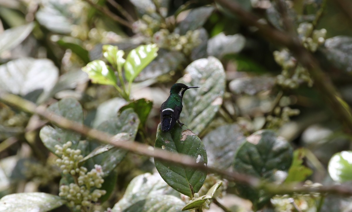 kolibřík trnoocasý - ML176390411