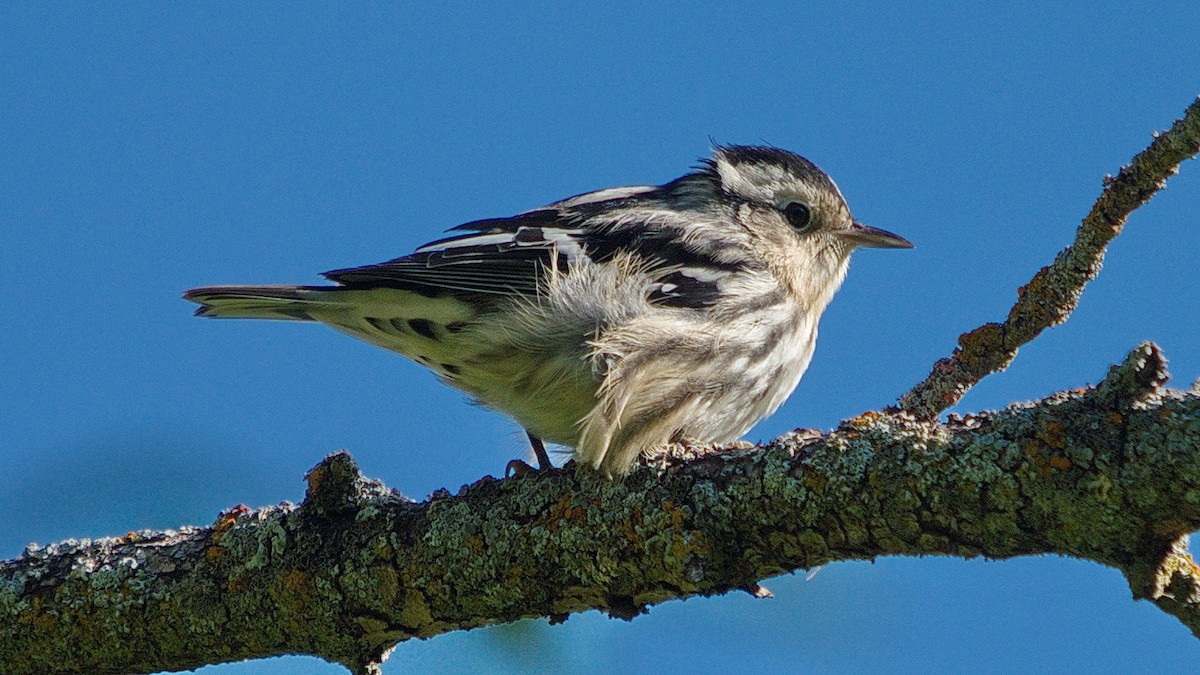 Black-and-white Warbler - ML176391231