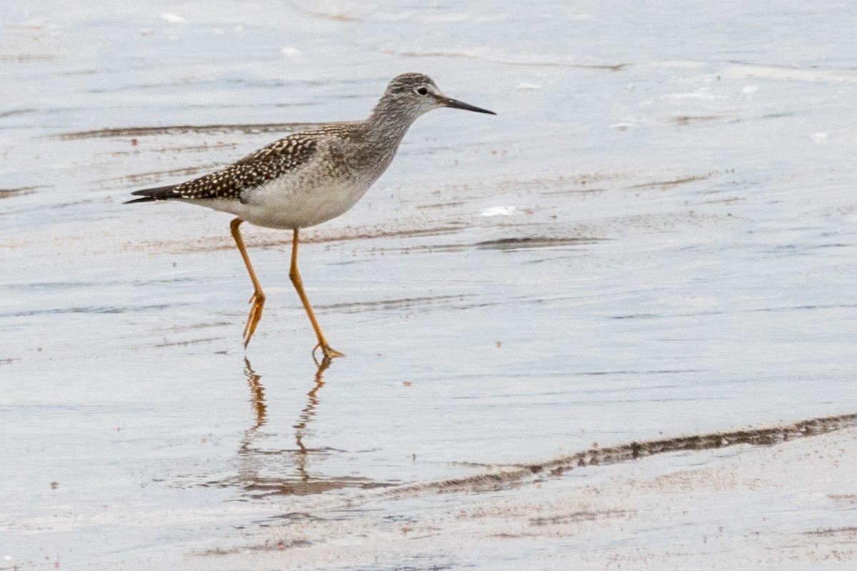 Lesser Yellowlegs - ML176393001