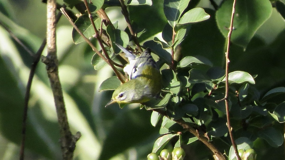 Parula Norteña - ML176393651