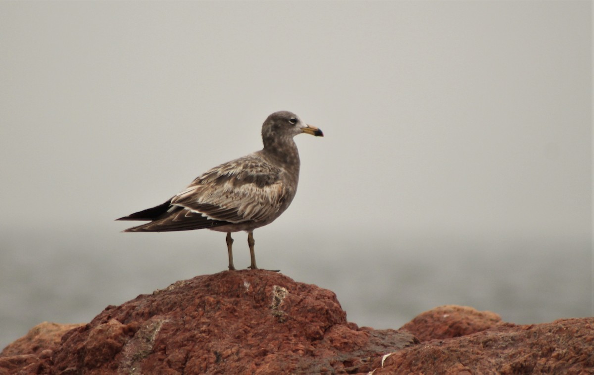 Olrog's Gull - ML176393731