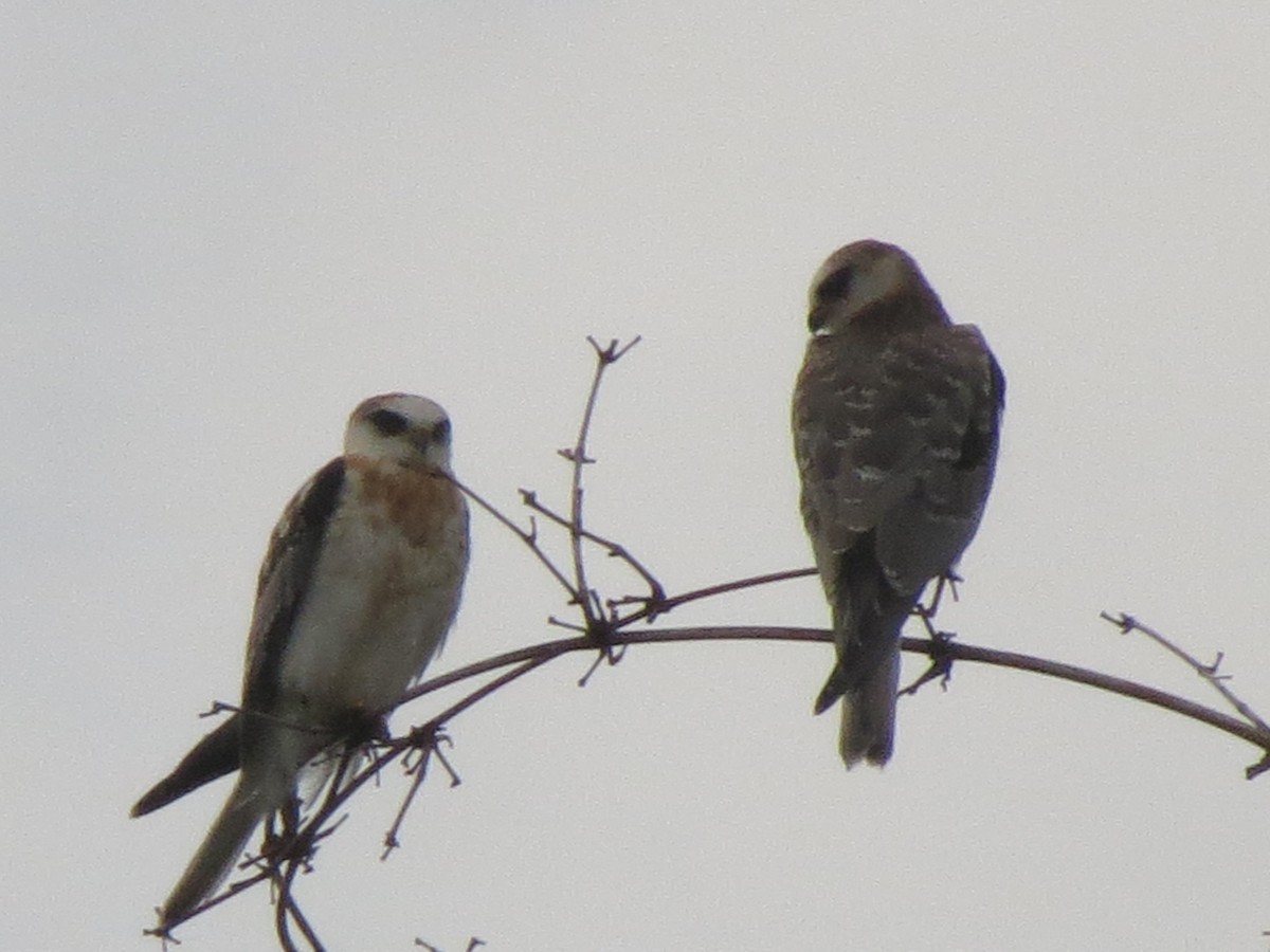 White-tailed Kite - ML176397751