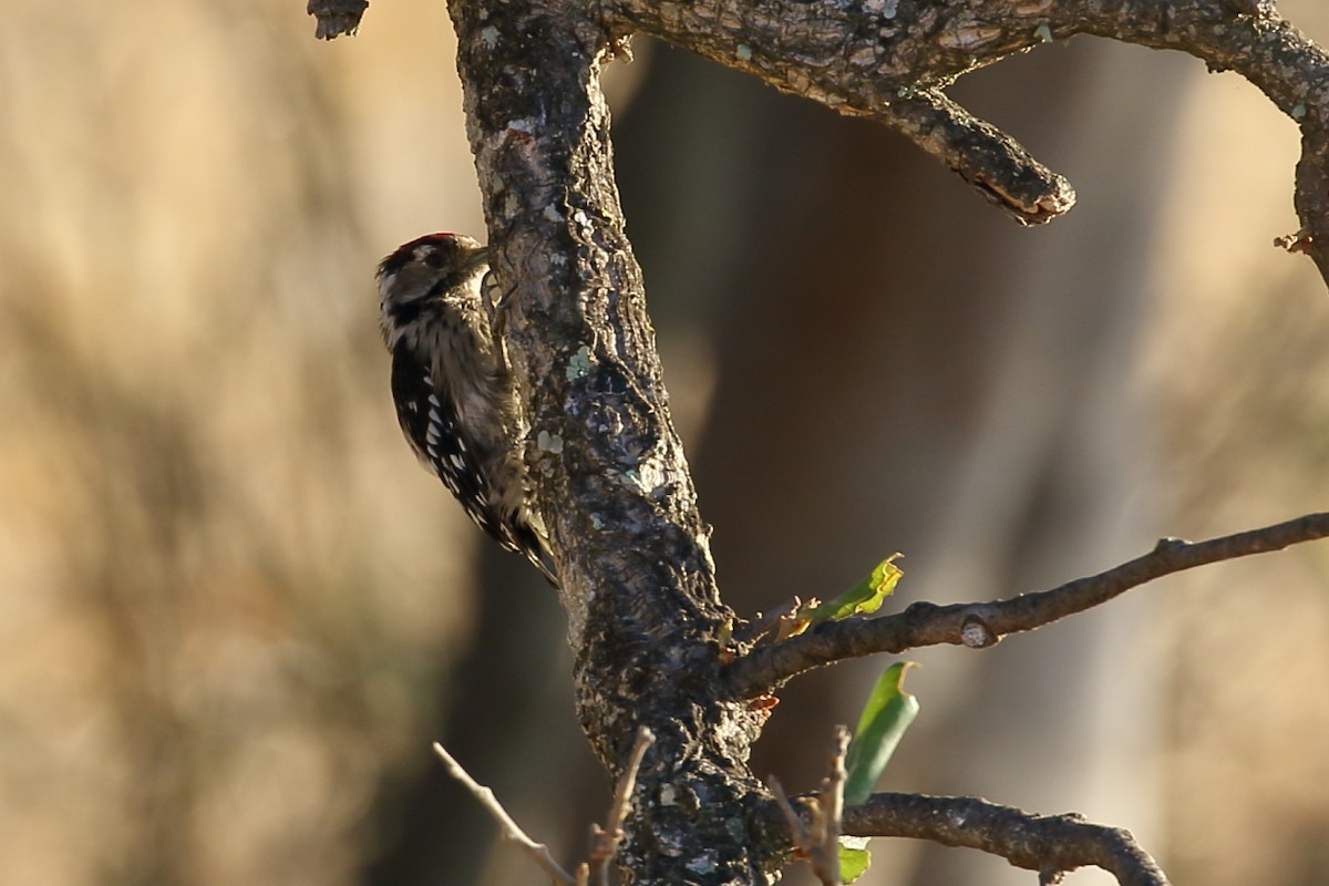 Lesser Spotted Woodpecker - António Gonçalves