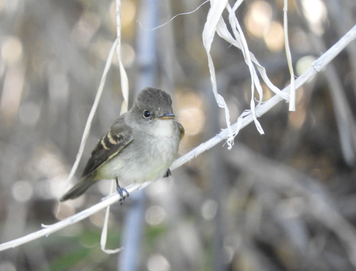 Willow Flycatcher - Becky Kitto