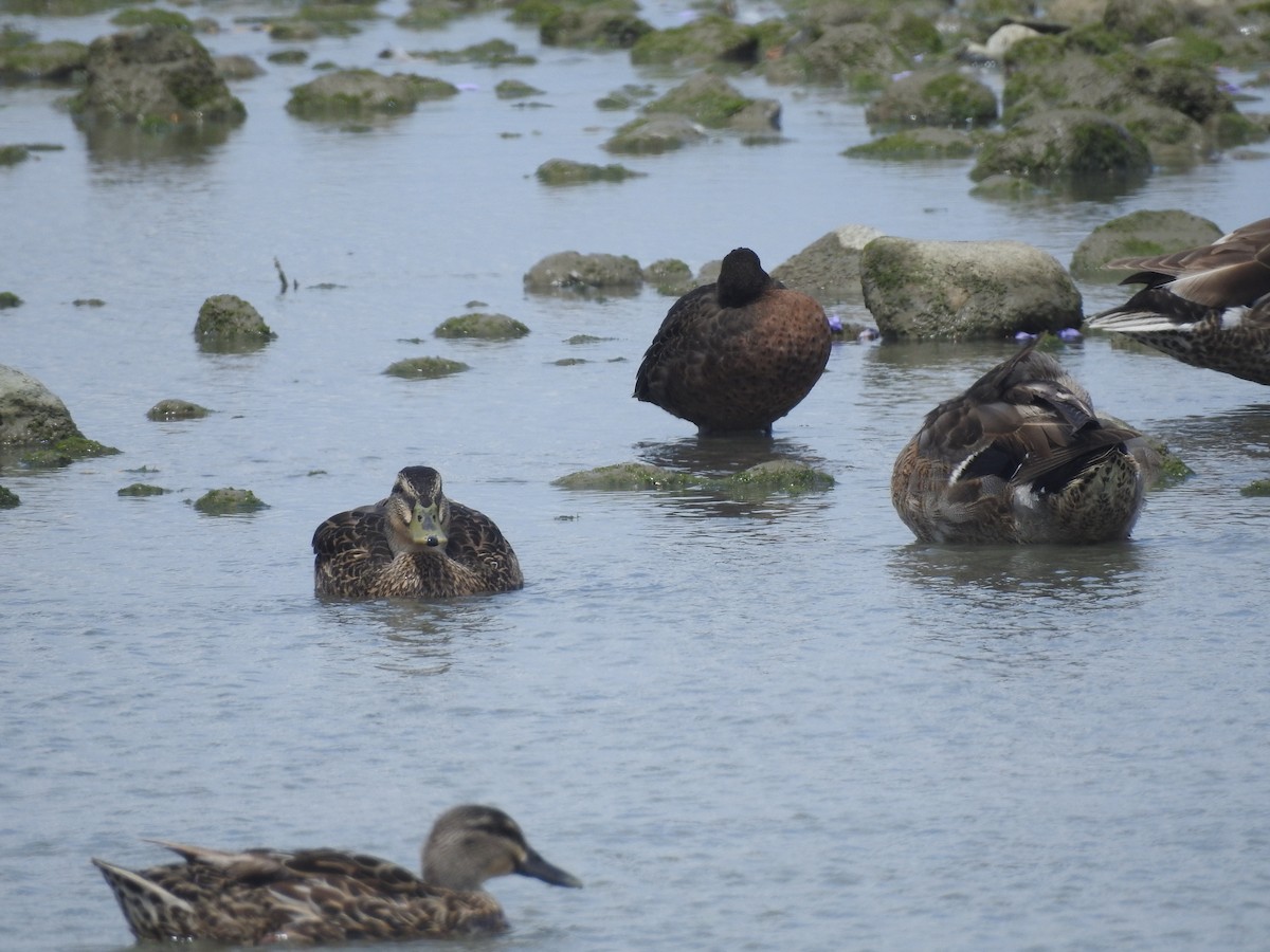 Brown Teal - ML176404611