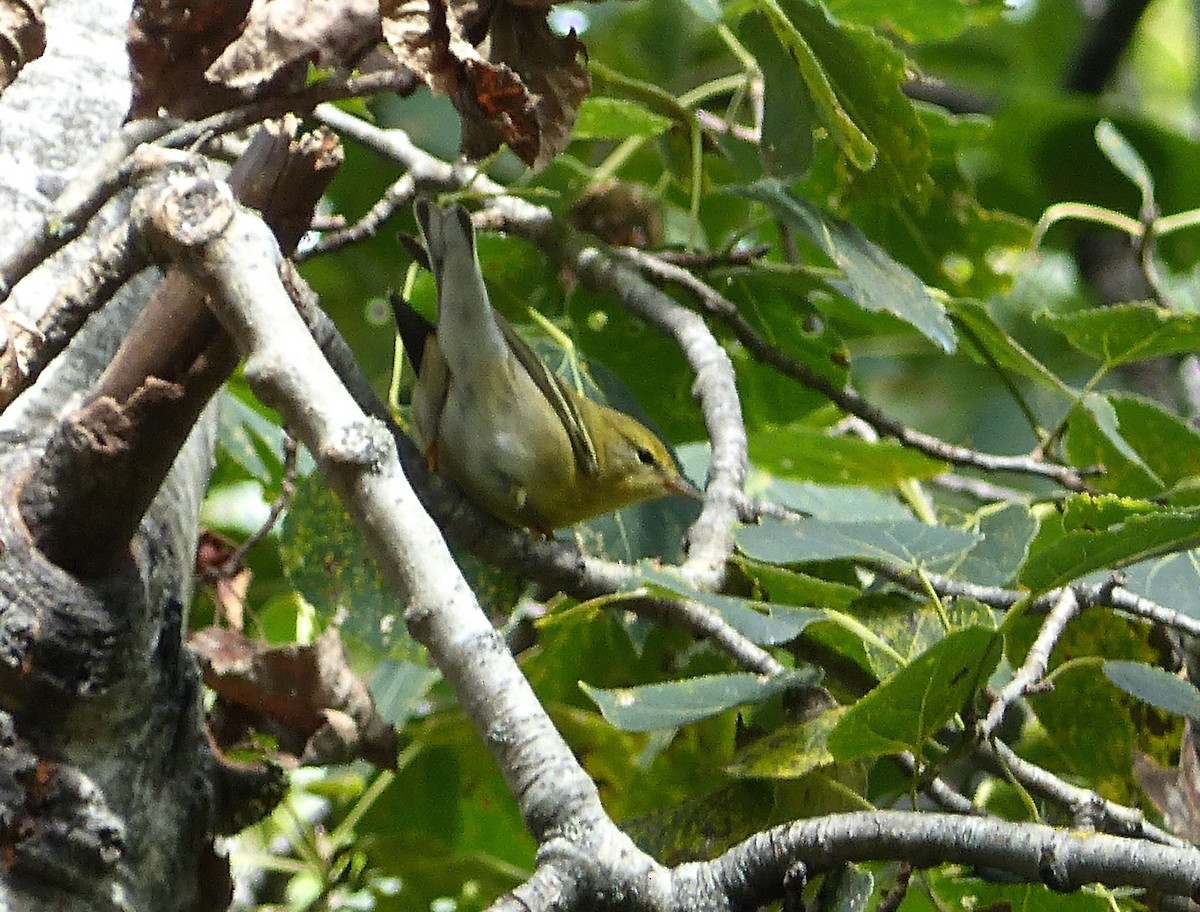 Blackpoll Warbler - ML176405011