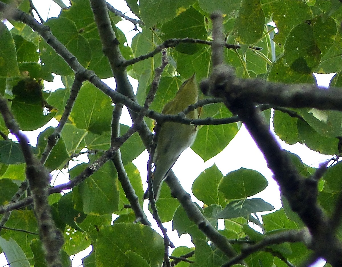 Blackpoll Warbler - ML176405211