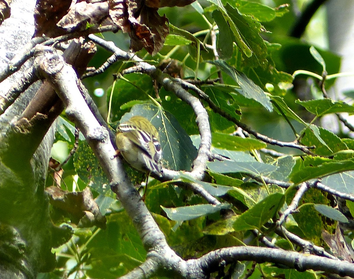Blackpoll Warbler - ML176405421