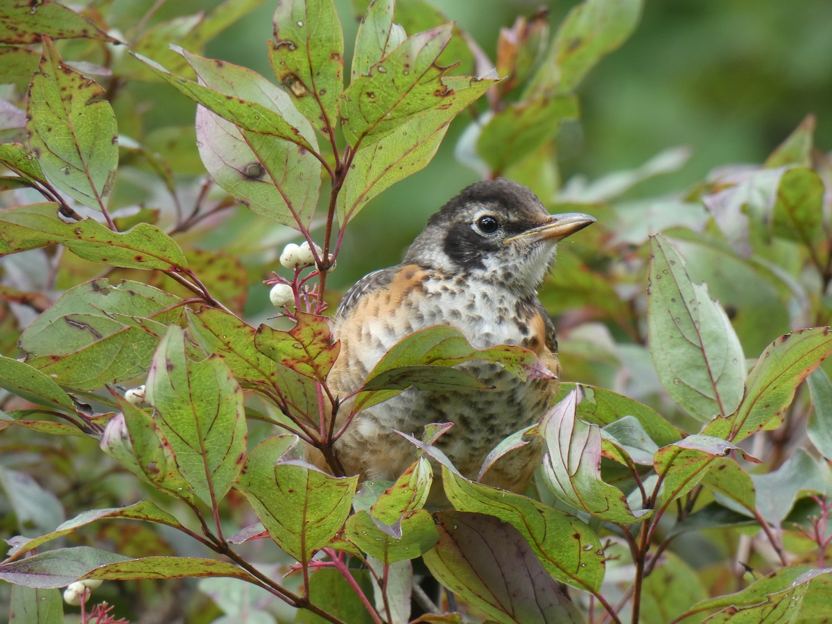 American Robin - ML176406311