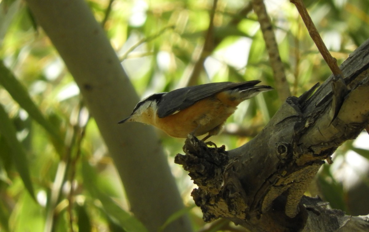 Red-breasted Nuthatch - ML176407681