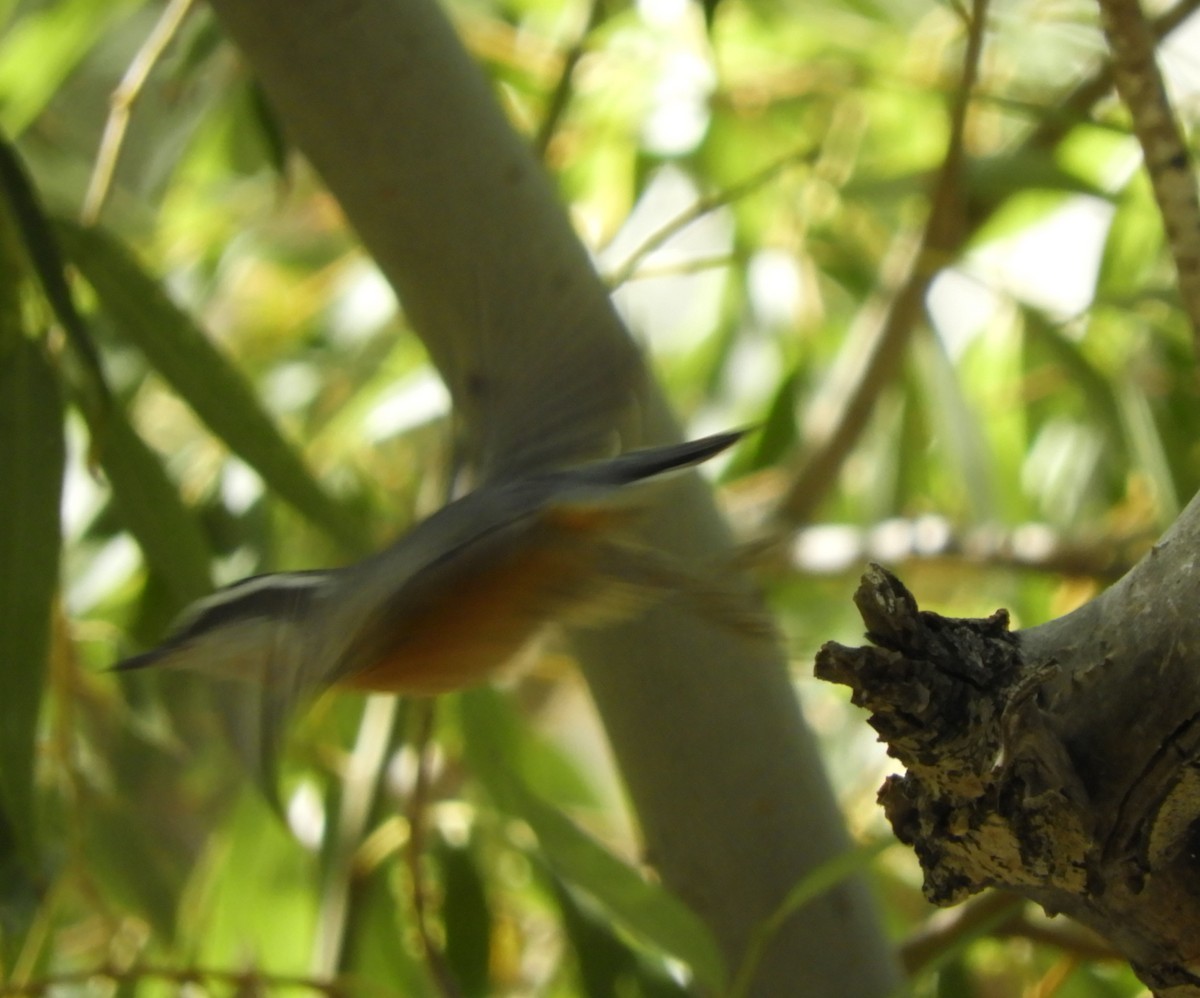 Red-breasted Nuthatch - ML176407731