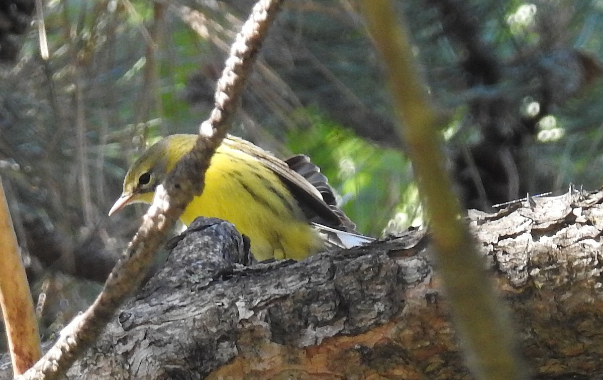 Prairie Warbler - shelley seidman