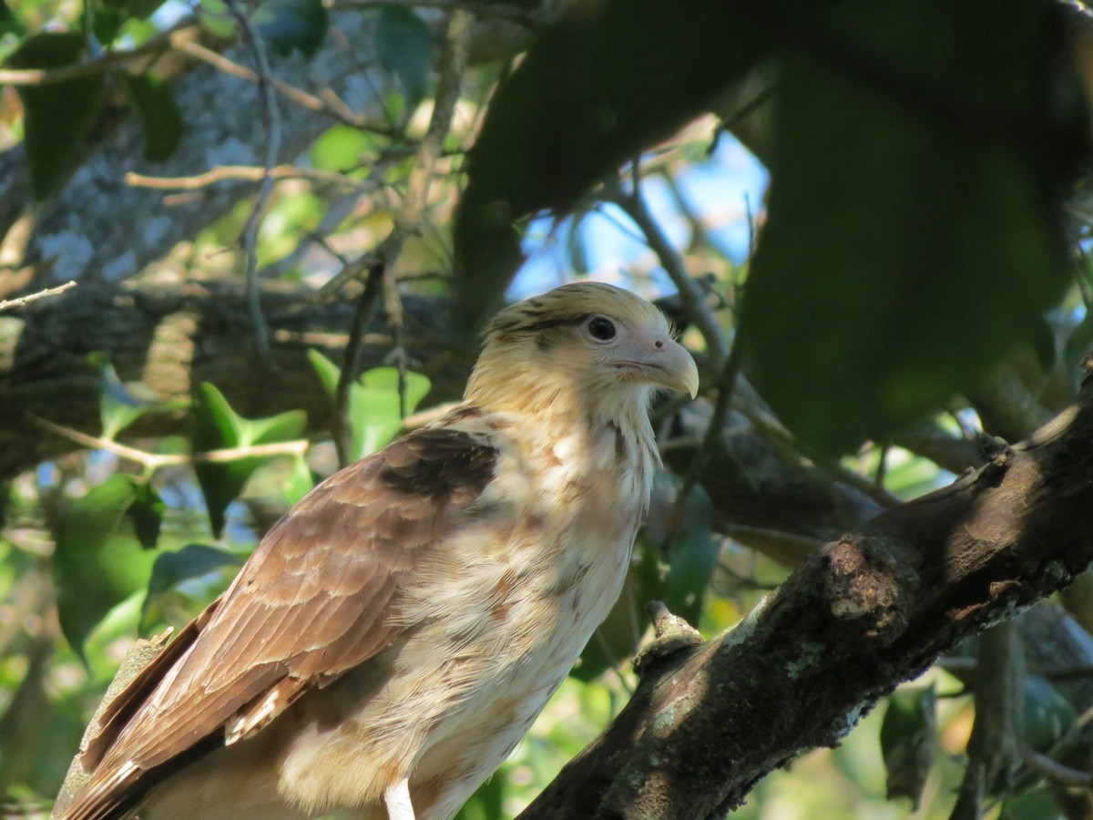 Caracara Chimachima - ML176407851