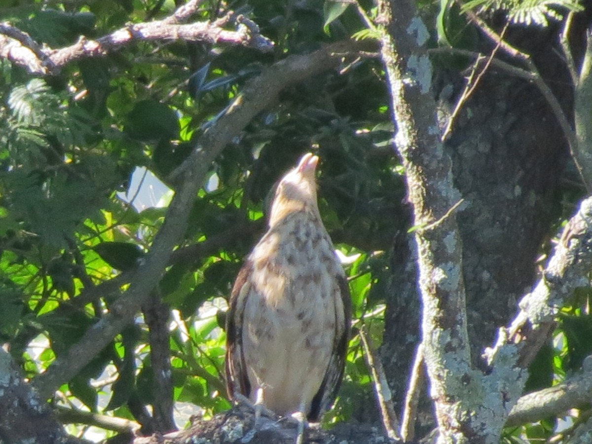 Caracara Chimachima - ML176407871