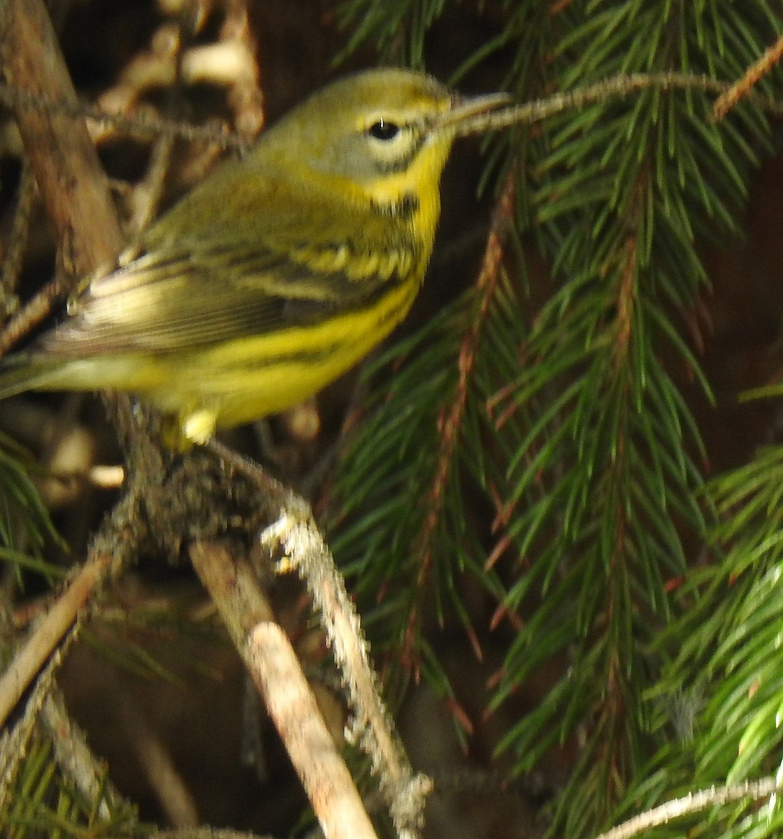 Prairie Warbler - shelley seidman