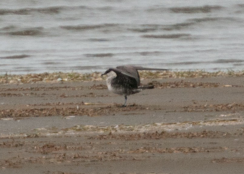 Long-tailed Jaeger - ML176408391