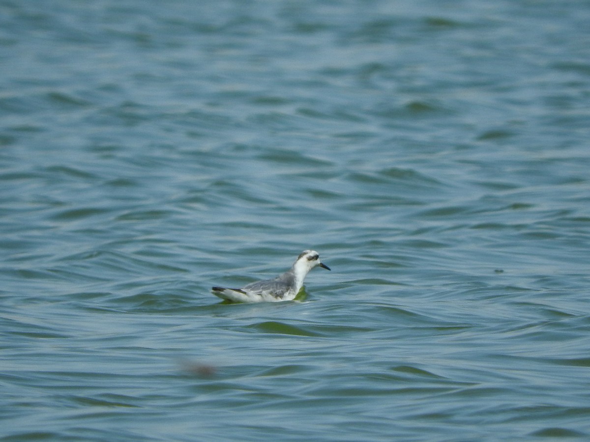 Red Phalarope - Justin Streit