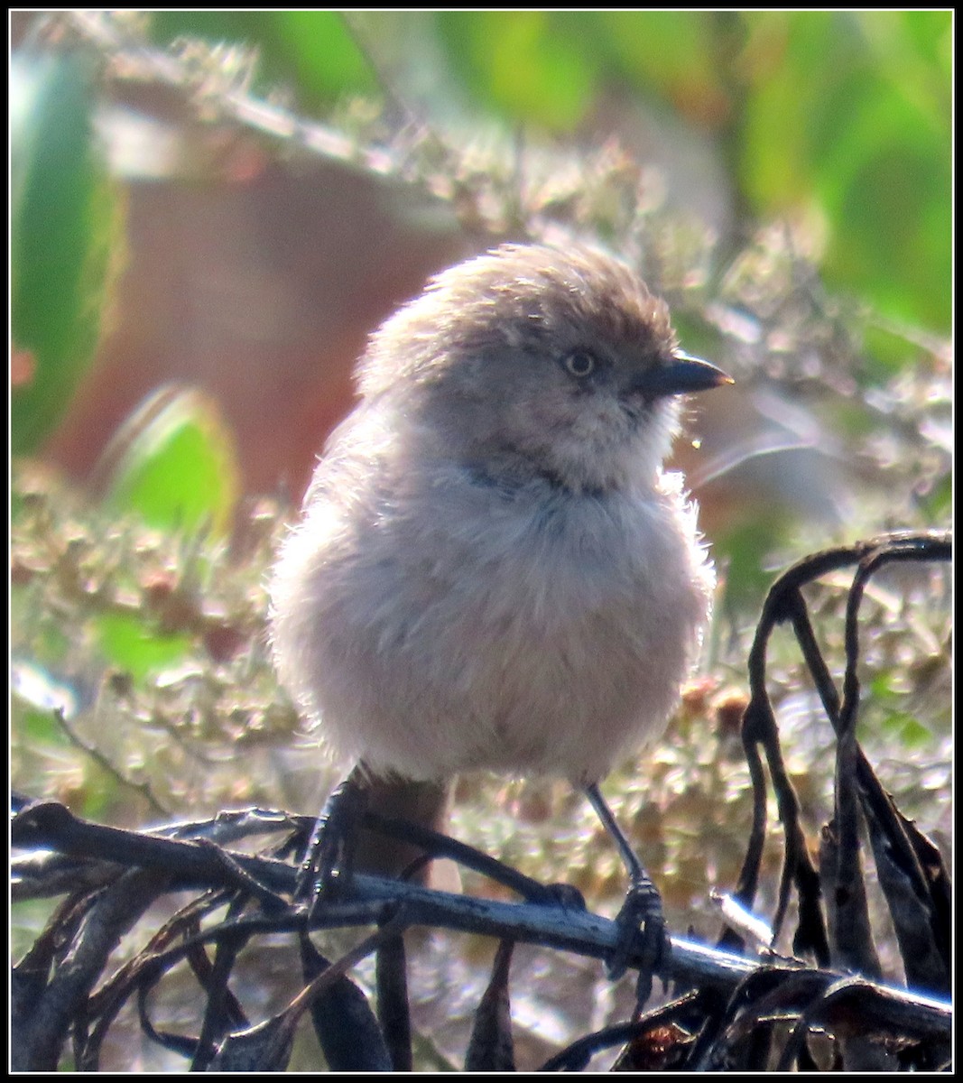 Bushtit - ML176410361