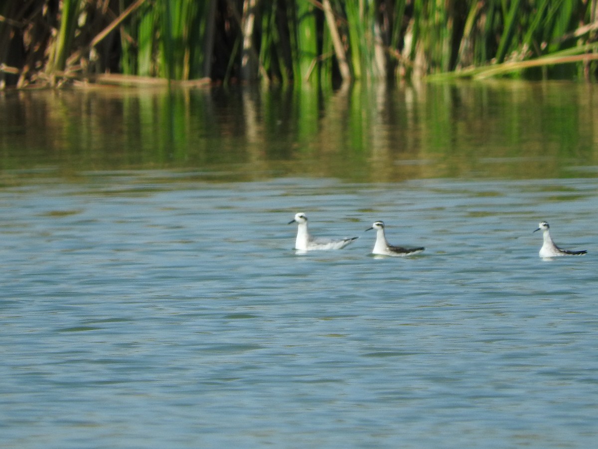 Red Phalarope - Justin Streit