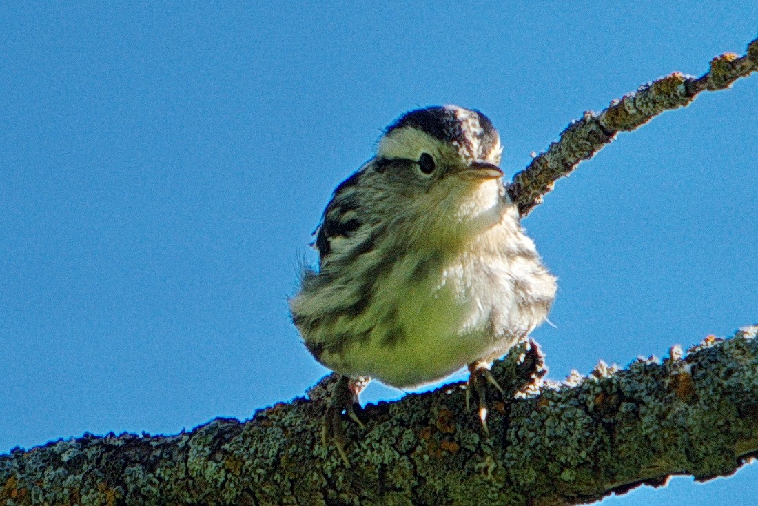 Black-and-white Warbler - ML176410731