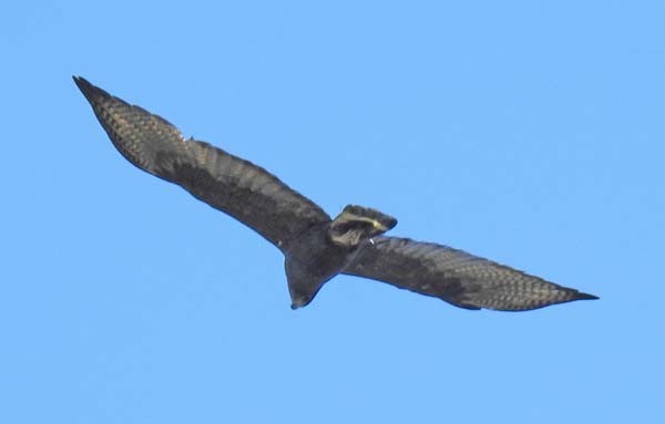 Zone-tailed Hawk - ML176410751