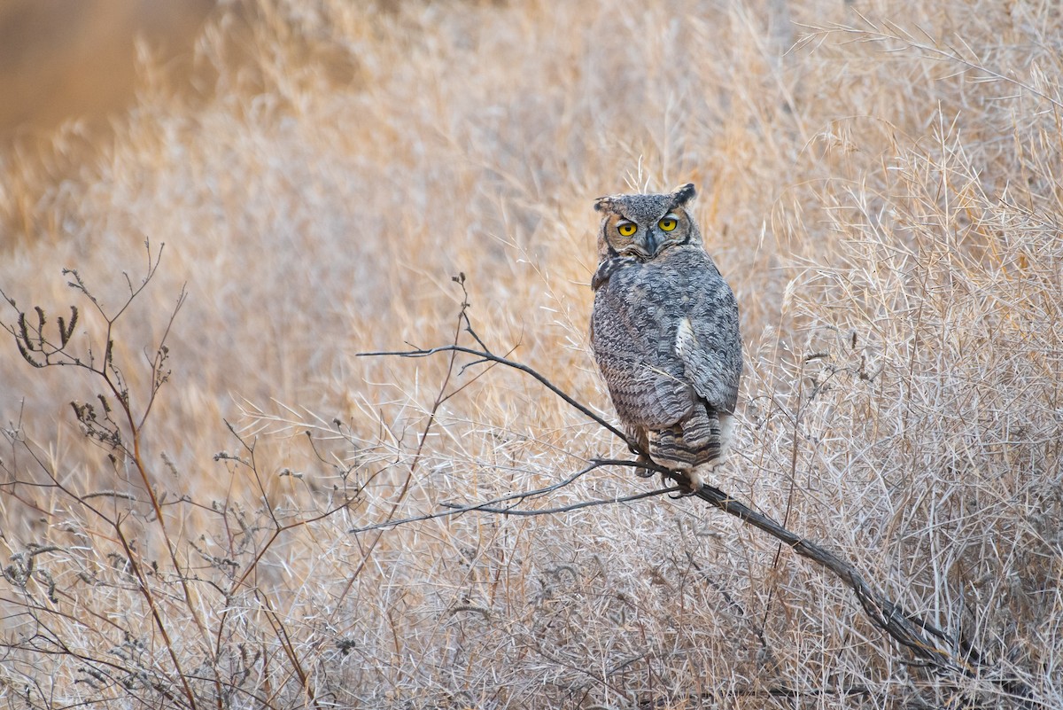 Great Horned Owl - ML176414641