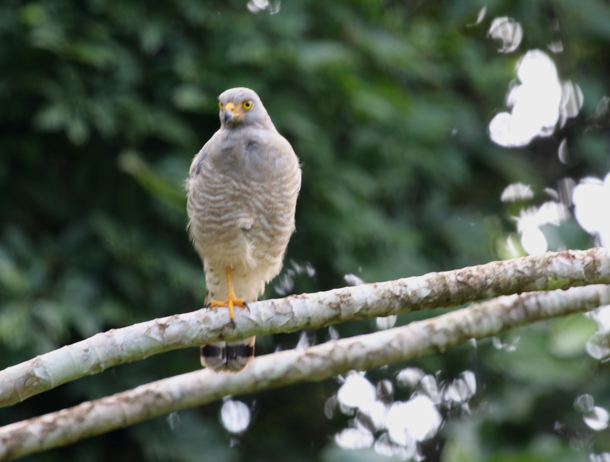 Roadside Hawk - ML176415251