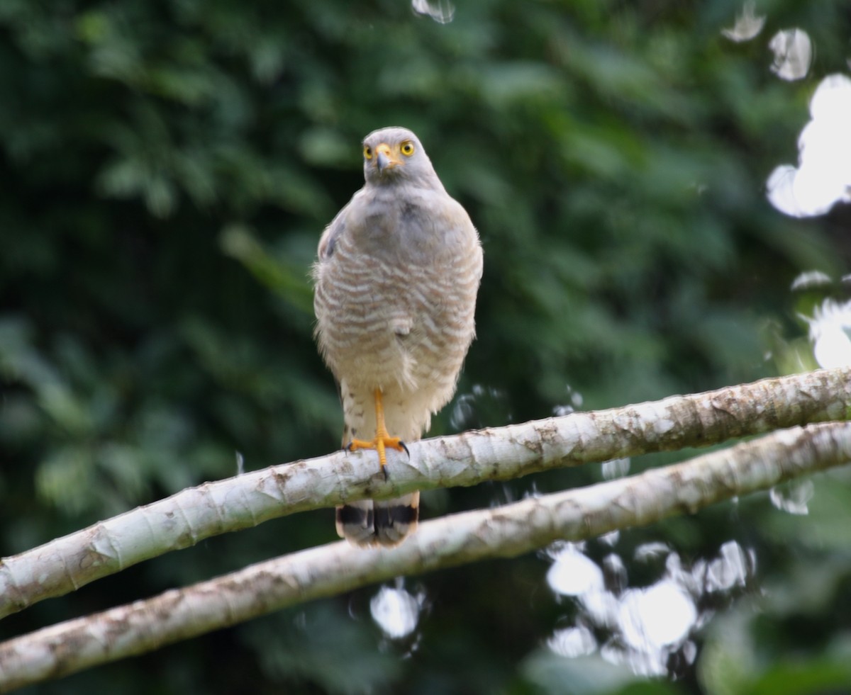 Roadside Hawk - ML176415261