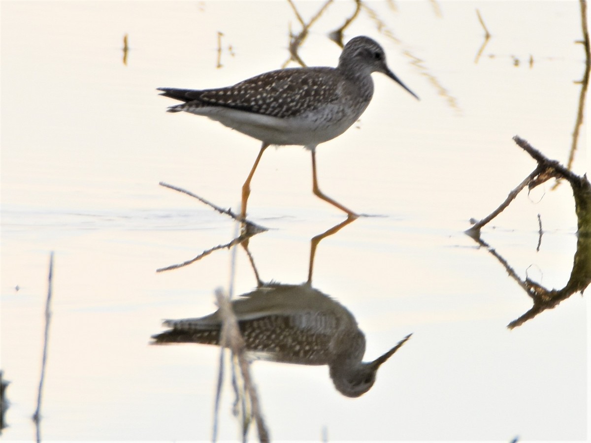 Lesser Yellowlegs - ML176417781