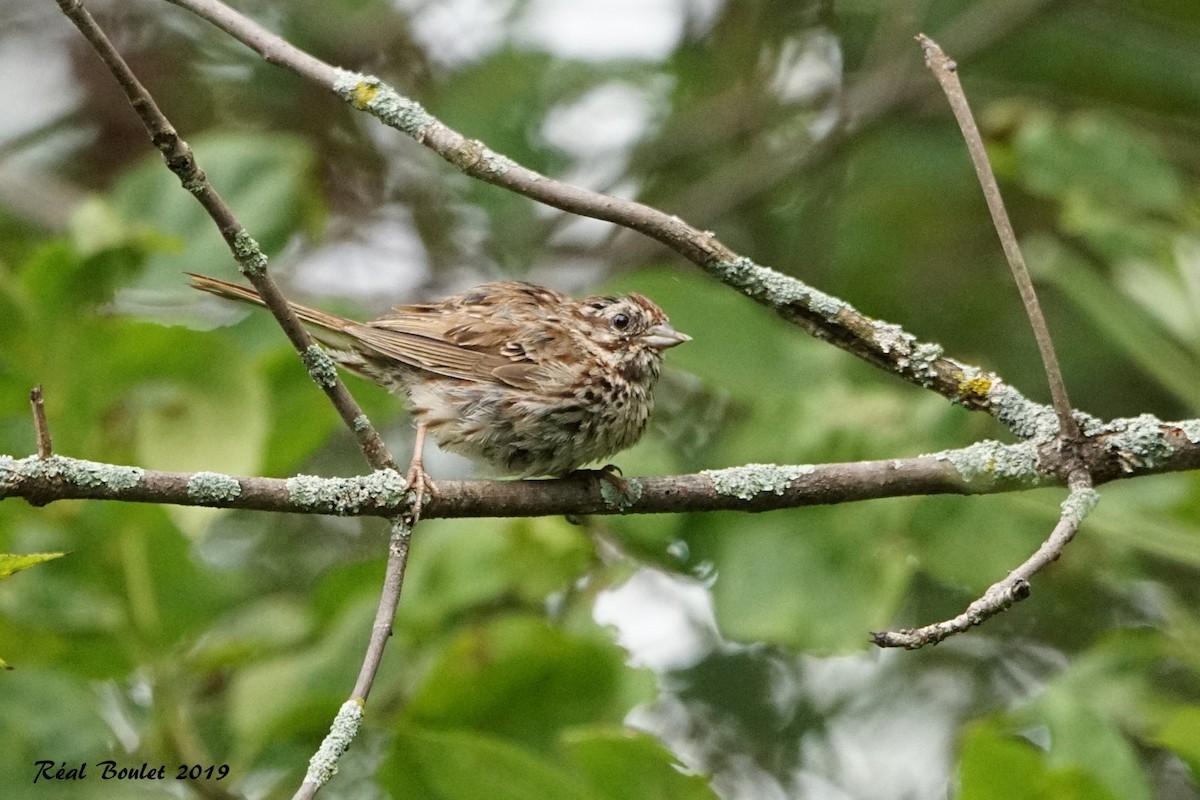 Song Sparrow - ML176420481