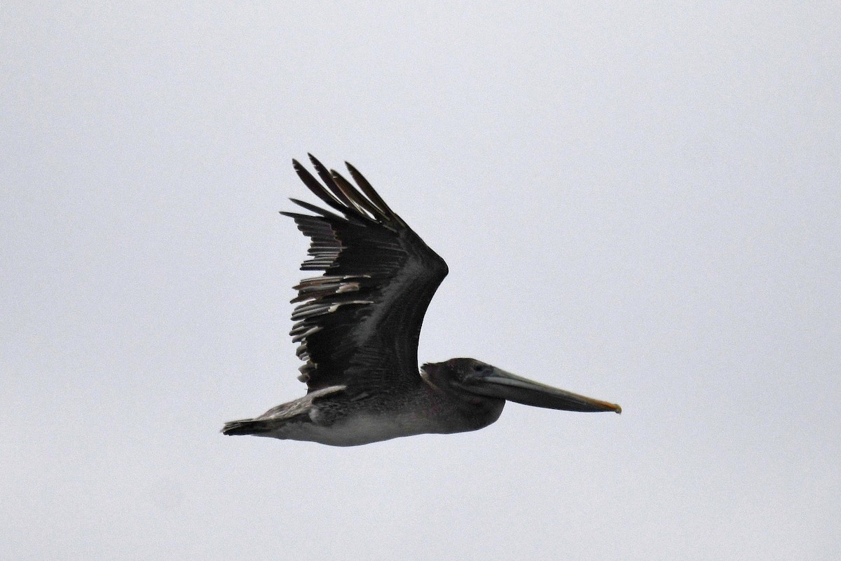 Brown Pelican - ML176421901