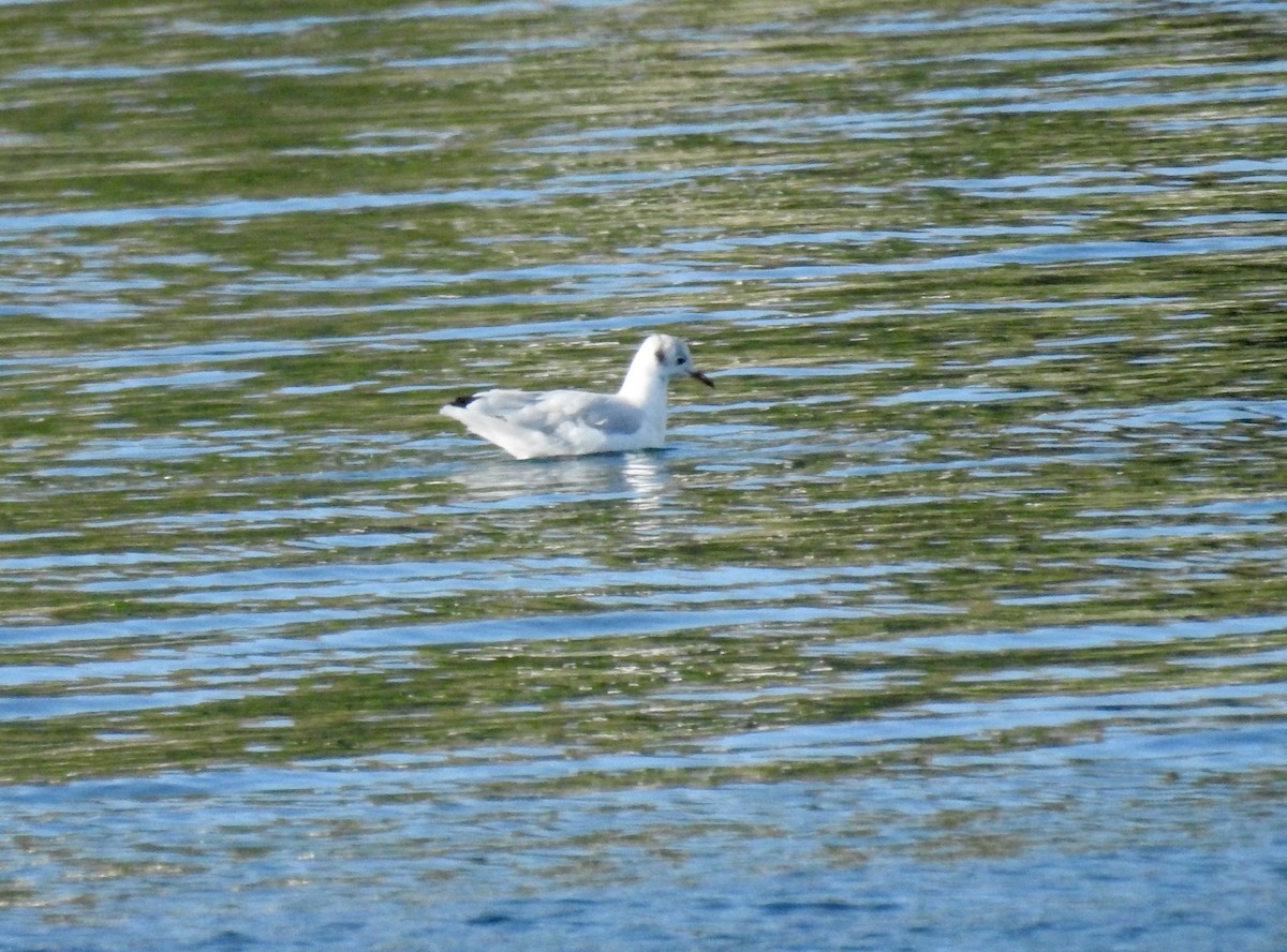 Black-headed Gull - ML176422031