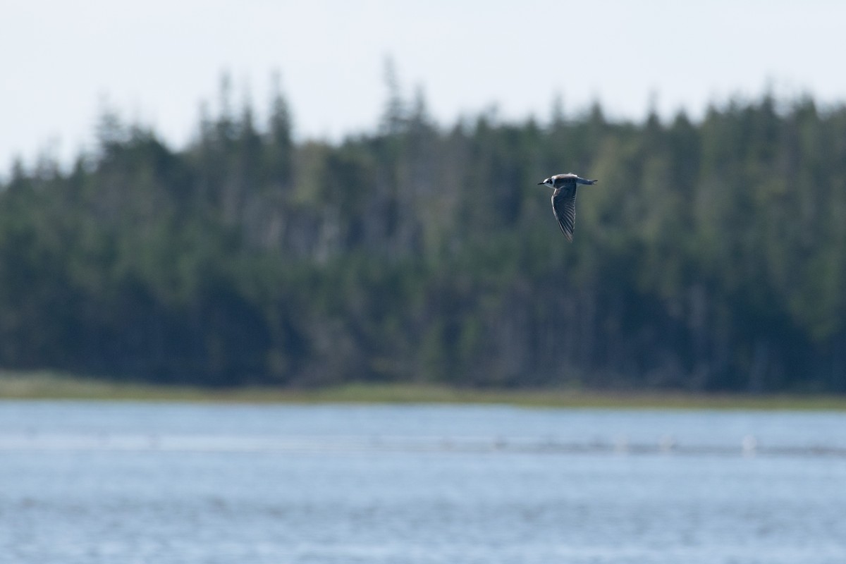 Black Tern - ML176422571