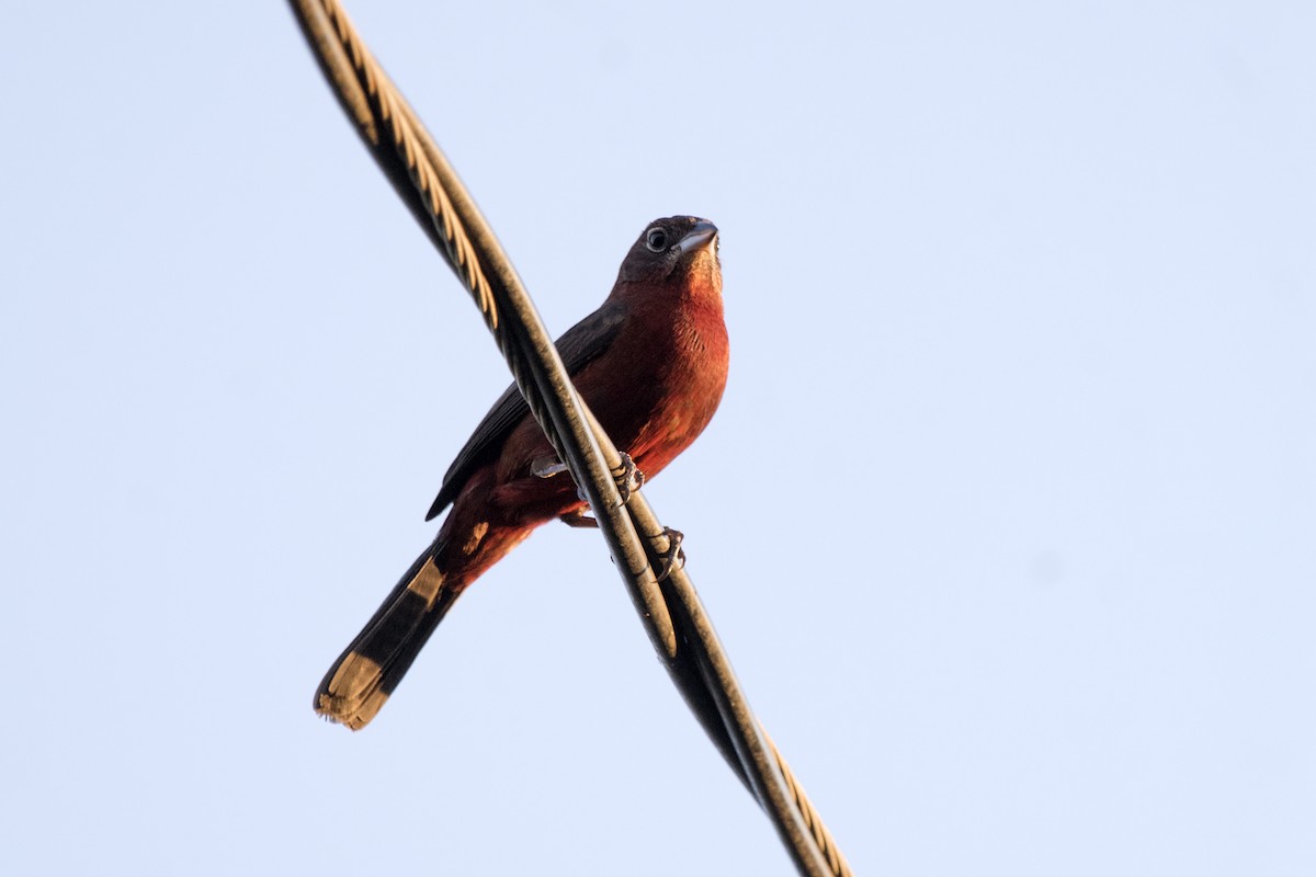 Red-crested Finch - ML176426081