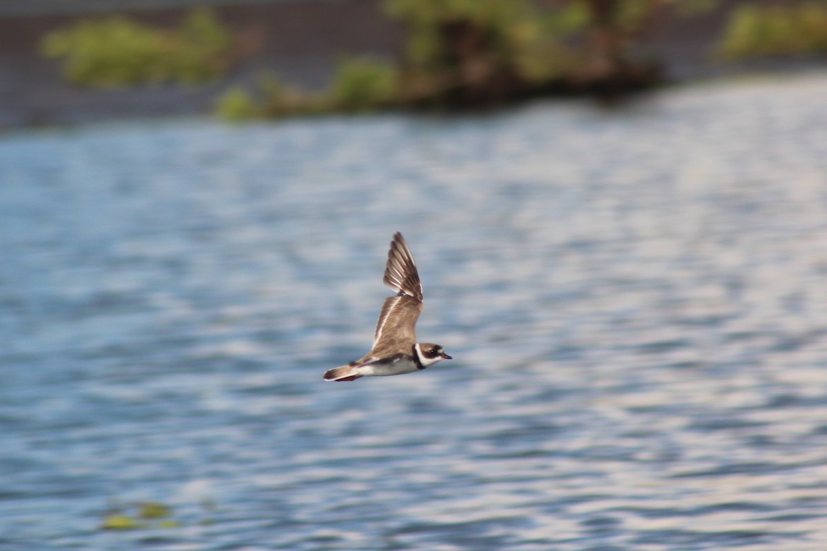 Semipalmated Plover - ML176428551