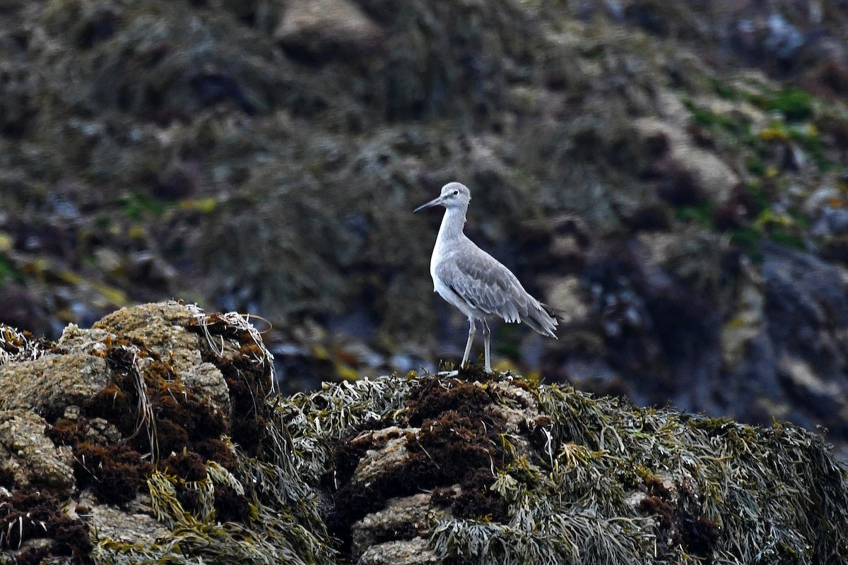 willetsnipe (inornata) - ML176429111