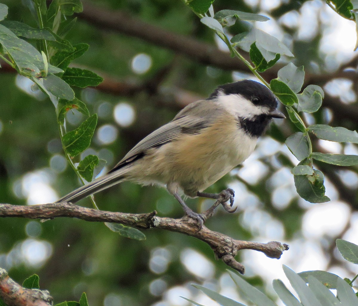 Black-capped Chickadee - ML176429841