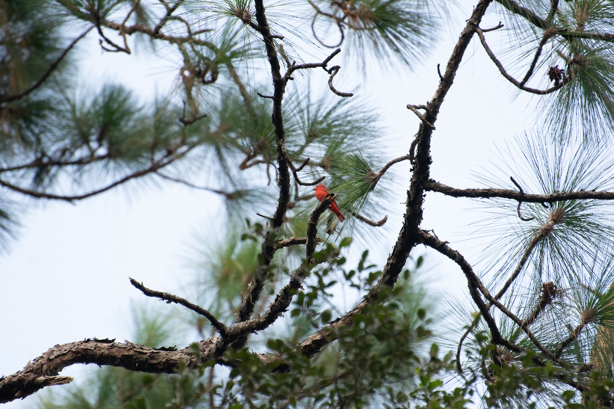 Summer Tanager - ML176430181