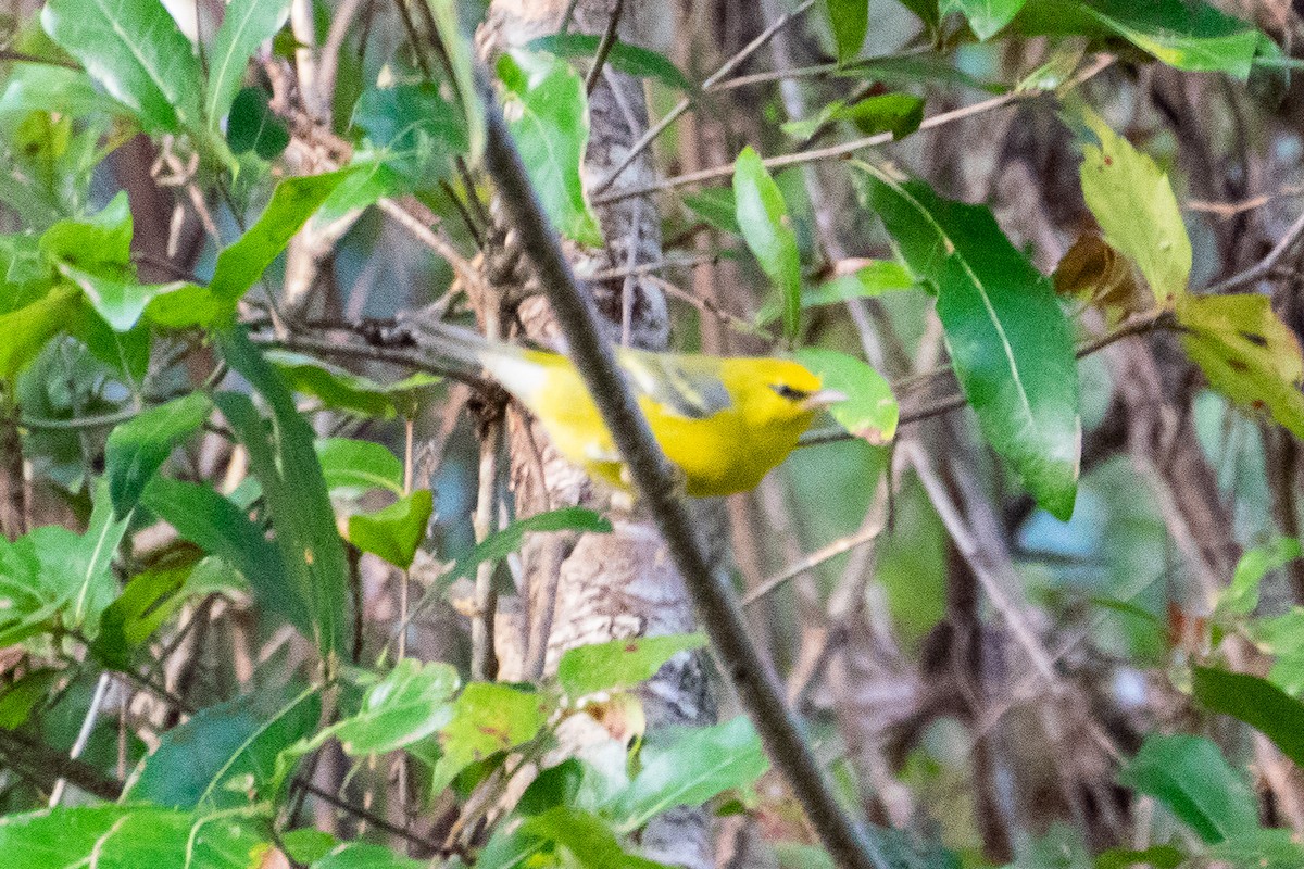 Blue-winged Warbler - ML176430221