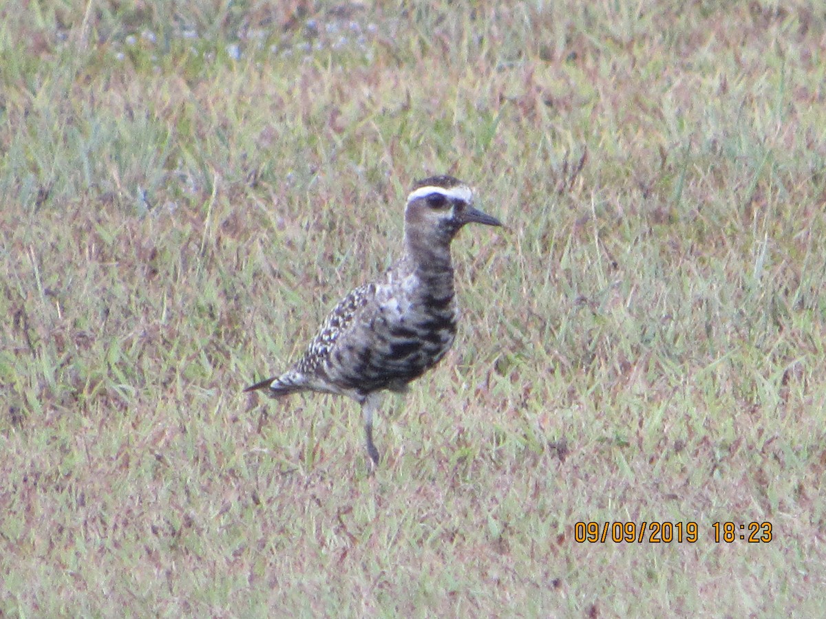 American Golden-Plover - ML176430741